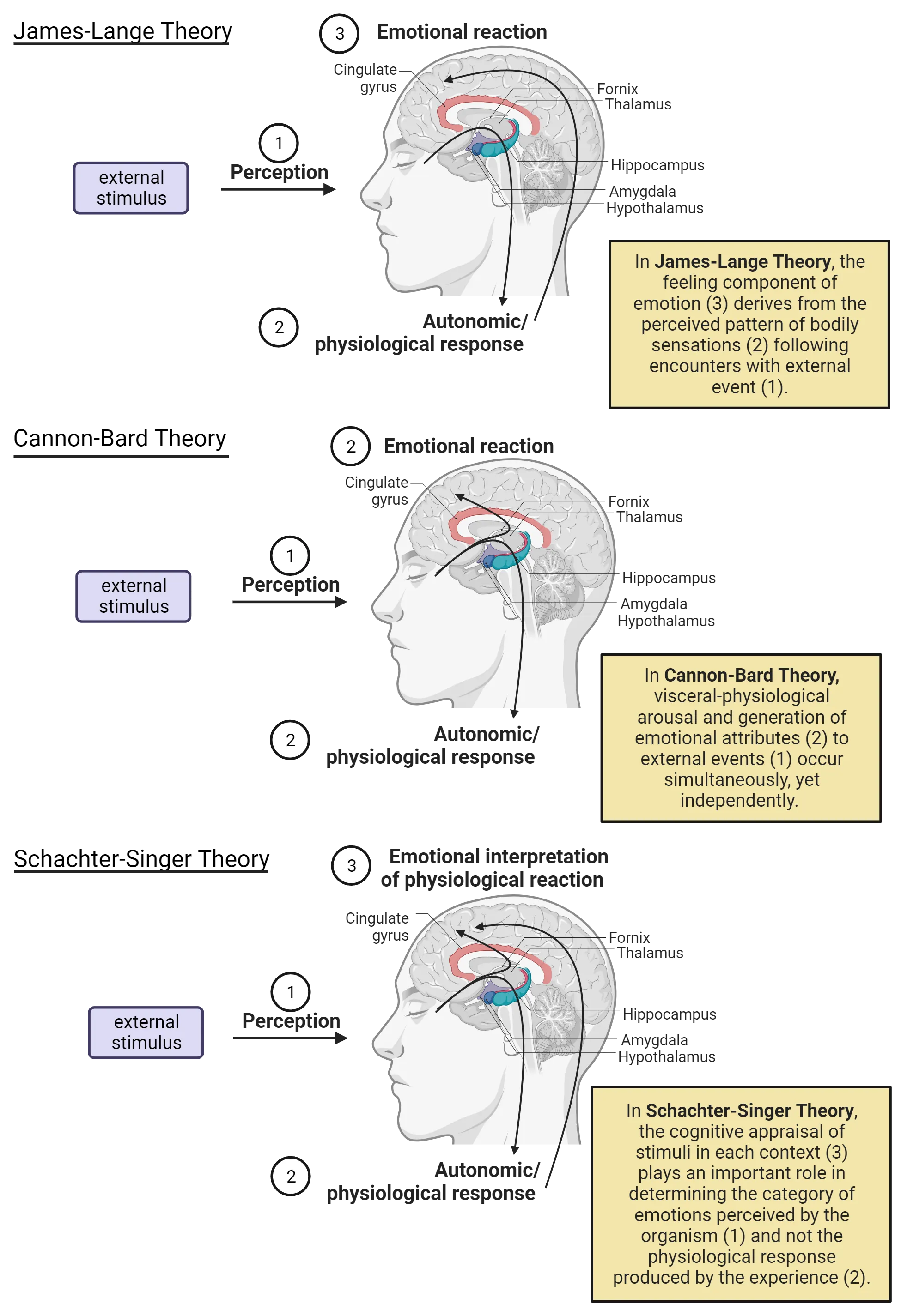 Top: A diagram of a human head with brain shown. Step 1 = perception; Step 2 = Autonomic/physiological response; Step 3 = Emotional reaction. Middle: A diagram of a human head with brain shown. Step 1 = perception; Pathways then split to 2 simultaneous paths. Step 2 = Autonomic/physiological response; Step 2 = Emotional reaction. Bottom:  A diagram of a human head with brain shown. Step 1 = perception; Pathways then split to 2 simultaneous paths. Step 2 = Autonomic/physiological response, which feeds back up to step 3; Step 3 = Emotional reaction