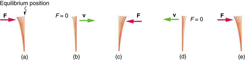 A series of illustrations of vibrating plastic rulers is shown demonstrating Hooke’s law.