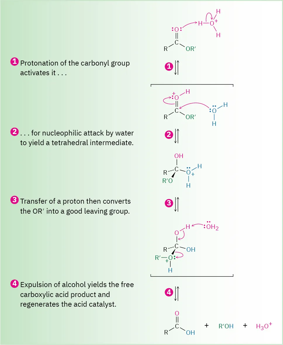 The curly arrow mechanism for the acid-catalyzed hydrolysis of an ester shows the four steps involved in forming a carboxylic acid from an ester and hydronium ions.