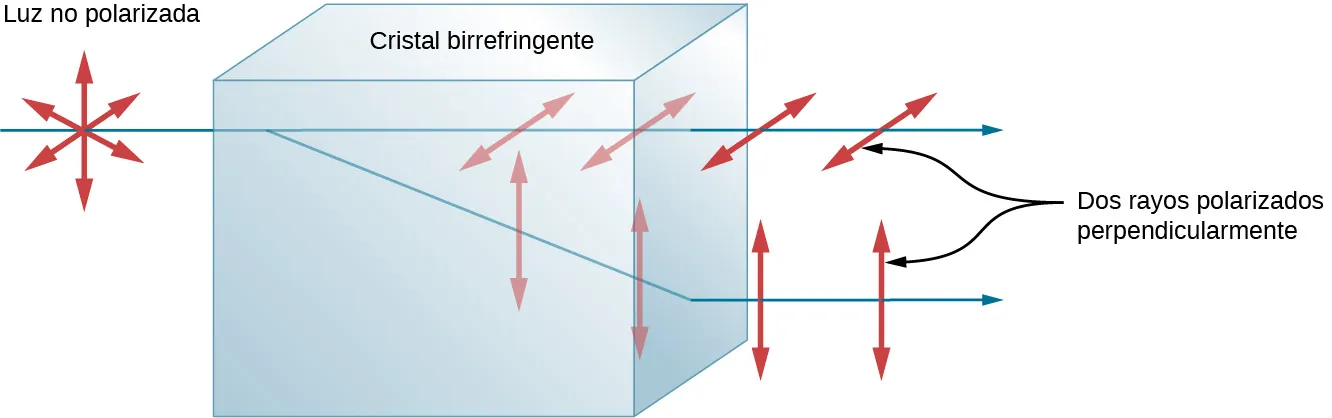 La figura muestra un rayo de luz horizontal y no polarizado que incide sobre un bloque marcado como cristal birrefringente. El rayo es perpendicular a la cara del cristal por donde entra. El rayo incidente se divide en dos rayos cuando entra en el cristal. Una parte del rayo continúa en línea recta. Este rayo está polarizado horizontalmente. La otra parte del rayo se propaga a un. Este rayo está polarizado verticalmente. El segundo rayo se refracta al salir del cristal de manera que los dos rayos son paralelos fuera del cristal. Los rayos están marcados como dos haces polarizados perpendicularmente.