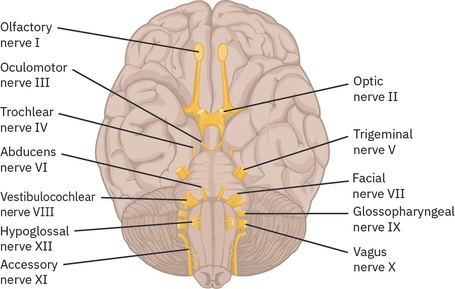 The image is an anatomical illustration of the human brain viewed from the bottom, showing the cranial nerves. Each cranial nerve is labeled: Olfactory nerve I, Optic nerve II, Oculomotor nerve III, Trochlear nerve IV, Trigeminal nerve V, Abducens nerve VI, Facial nerve VII, Vestibulocochlear nerve VIII, Glossopharyngeal nerve IX, Vagus nerve X, Accessory nerve XI, and Hypoglossal nerve XII. The nerves are illustrated in yellow, extending from the brain to various points, with lines pointing to each label. The brain is shown in a neutral color, providing contrast to the highlighted cranial nerves.