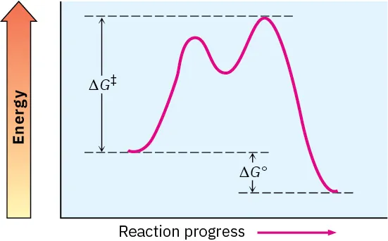Energy diagram shows large barrier to transition state, high energy intermediate, smaller barrier to second transition state (overall higher in energy than first), and small net negative delta G naught.
