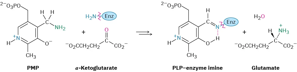 Pyridoxamine phosphate reacts with alpha-ketoglutarate to form a pyridoxal phosphate bound enzyme imine, with the release of water and glutamate.