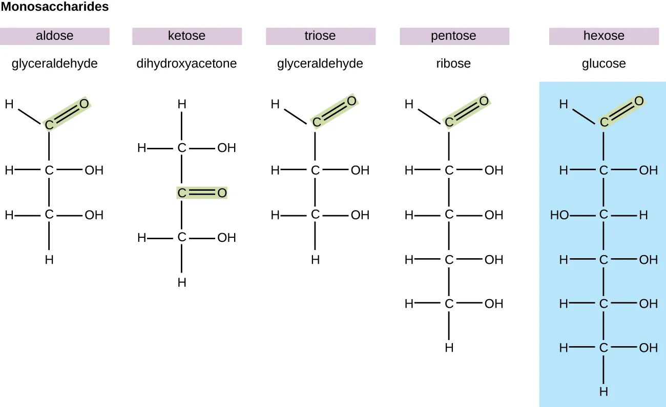 Diagrams of various monosaccharides. Description below.
