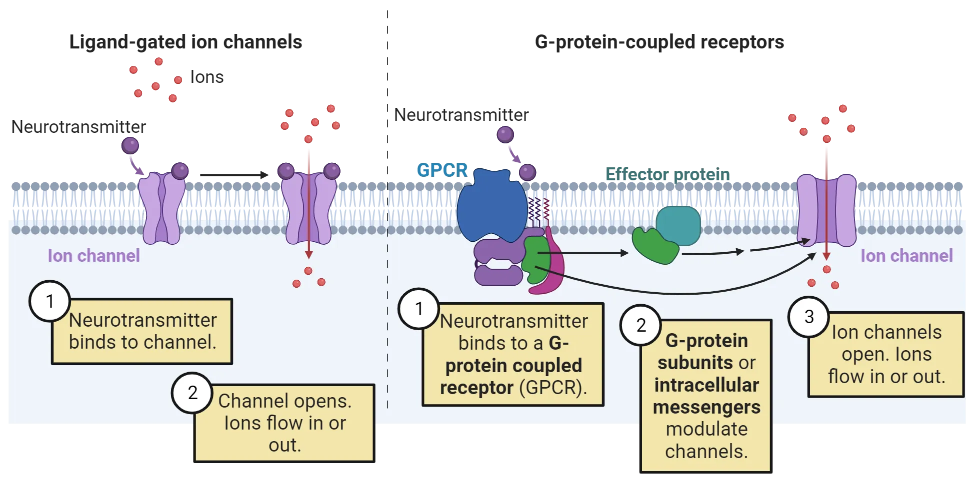 Left diagram of ligand-gated ion channel in a cell membrane showing neurotransmitter binding the membrane-spanning receptor, thereby opening the receptor channel and allowing ions to flow across the membrane. Right diagram of G protein coupled receptor in a cell membrane showing neurotransmitter binding the membrane-spanning receptor, thereby activating a G protein (effector protein) and secondary messengers, which then open a separate ion channel. Ions flow through the ion channel.