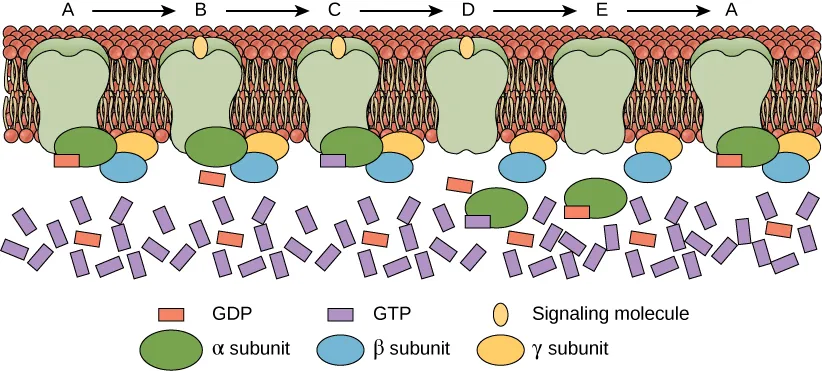 The figure shows a bilayer made up of molecules with a circular-shaped head and two tails. The two layers are arranged so the tails point toward each other. There is a key at the bottom of the figure with the following data: red rectangle is GDP, green oval is alpha subunit, purple rectangle is GTP, blue oval is beta subunit, peach vertical oval is signaling molecule, and peach horizontal oval is gamma subunit. Inside the bilayer, there are six green blobs that correspond to letters above the image. The letters follow a left to right progression: A arrow B arrow C arrow D arrow E arrow A. Attached to the bottom of Blob A is a green oval attached to a red rectangle, a blue oval, and a peach horizontal oval. Blob B has a vertical peach oval on the top and green oval, blue oval, and peach oval attached to the bottom. Blob C has a vertical peach oval on the top and a blue oval, peach horizontal oval, and a green oval attached to a purple rectangle on the bottom. Blob D has a peach vertical oval attached to the top and an unattached green oval, blue oval, and horizontal peach oval on the bottom. Blob E is the same as D with no vertical peach oval at the top. Underneath the bilayer are many purple rectangles and a few red rectangles.