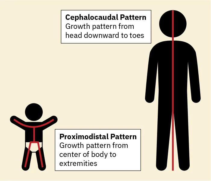 Diagram of Proximodistal Pattern for child (growth pattern from center of body to extremities); Cephalocaudal Pattern in adults (Growth pattern from head downward to toes).