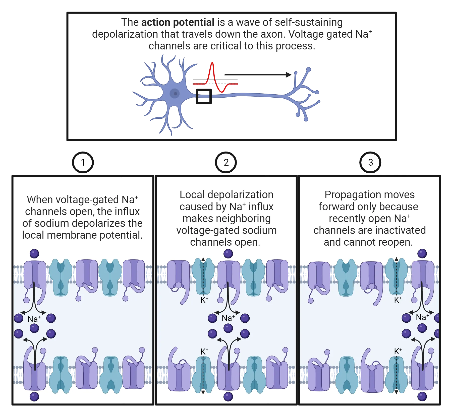 Top: Diagram of a neuron with axon, action potential diagrammed as traveling from soma down axon. Bottom: Diagram of axon segment, with voltage-gated Na+ channel shown, and sodium movement represented.