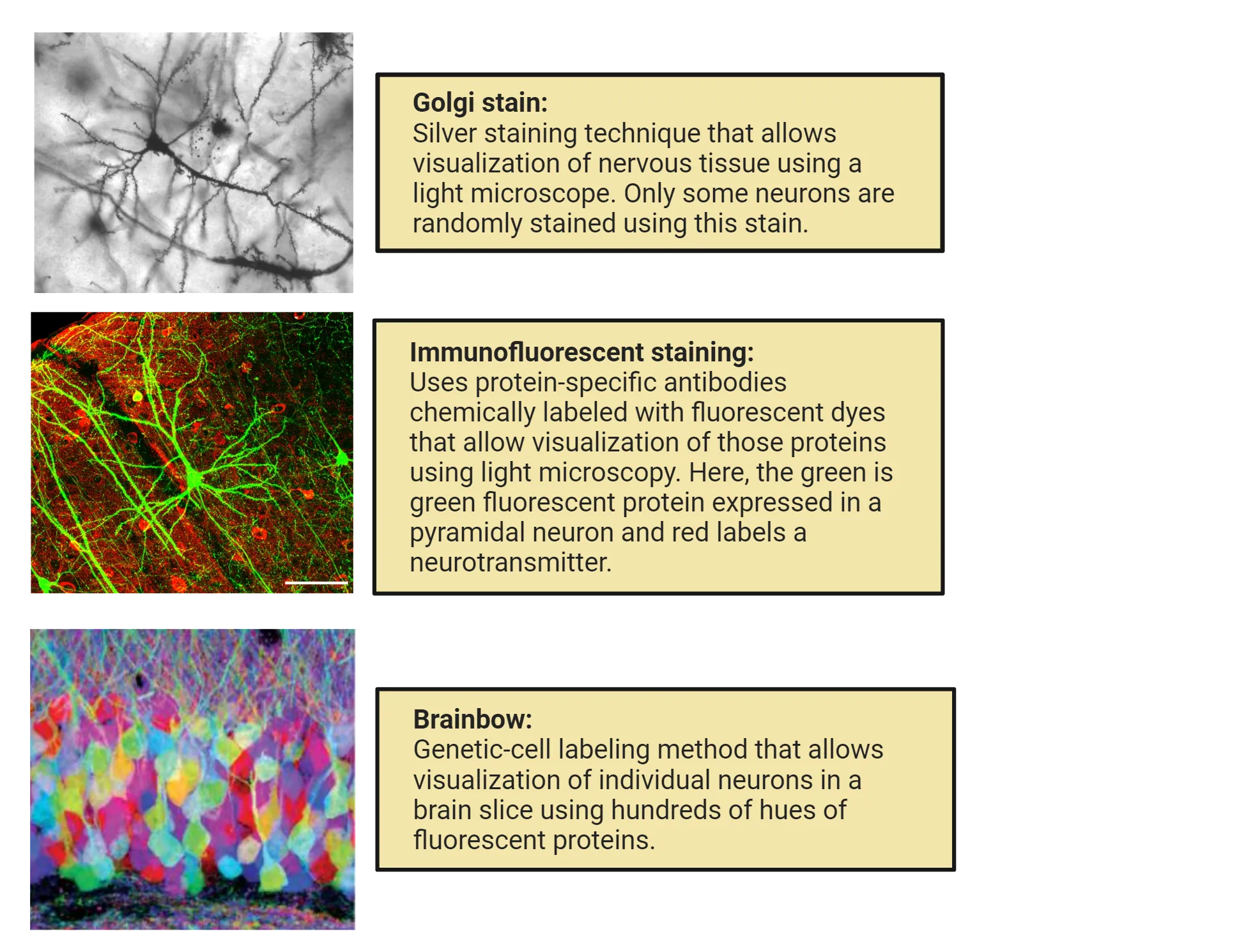 Examples of a Golgi stained neuron, immunofluorescent staining in brain tissue and brainbow labeling in brain tissue. Summaries of the methods from the main text are provided.