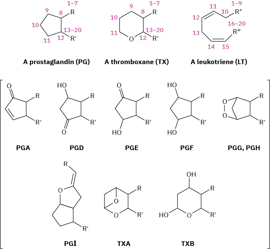 The structures of Prostaglandin, Thromboxane, and Leukotriene where carbon atoms are numbered. They are named P G, T X, or L T according to the ring system and substitution pattern.