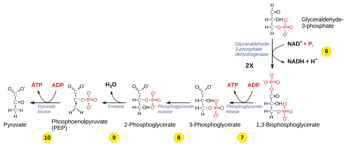 This illustration shows the steps in the second half of glycolysis. In step six, the enzyme glyceraldehyde-3-phosphate dehydrogenase produces one NADH molecule and forms 1,3-bisphosphoglycerate. In step seven, the enzyme phosphoglycerate kinase removes a phosphate group from the substrate, forming one ATP molecule and 3-phosphoglycerate. In step eight, the enzyme phosphoglycerate mutase rearranges the substrate to form 2-phosphoglycerate. In step nine, the enzyme enolase rearranges the substrate to form phosphoenolpyruvate. In step ten, a phosphate group is removed from the substrate, forming one ATP molecule and pyruvate.