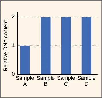 A bar graph is shown. The vertical axis is labeled "Relative DNA content" with a scale from zero to two. The bar for sample A stops at 1. The bar for samples B, C, and D stop at two.
