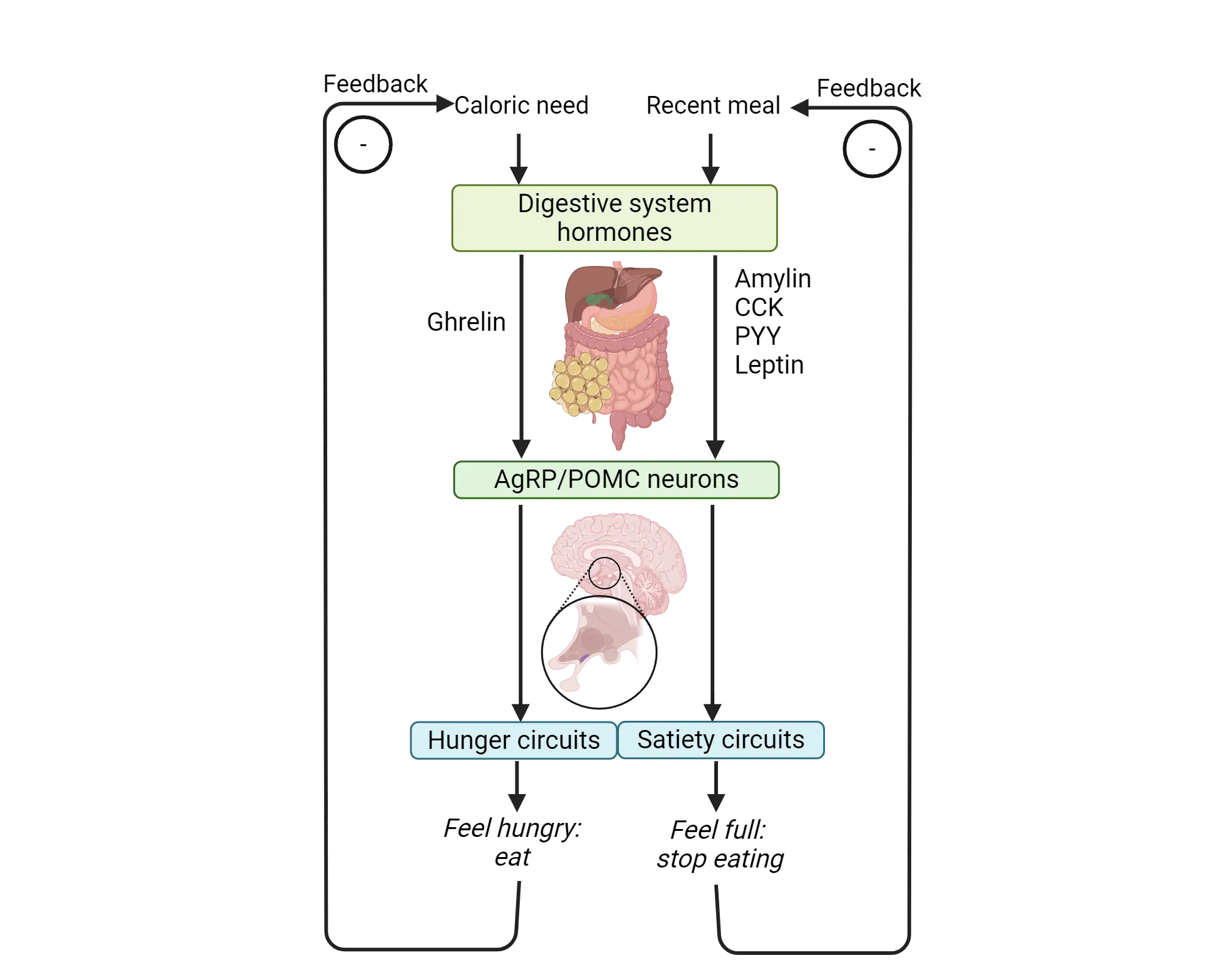 Flowchart of central regulation of caloric balance. Caloric need -> digestive hormones->Ghrelin->AgRP/POMC neurons->hunger circuits->Feel hungry: eat->negative feedback to caloric need. Recent meal->digestive hormones->Amylin/CCK/PYY/Leptin->AgRP/POMC neurons->satiety circuits->Feel full: stop eating->negative feedback to recent meal.