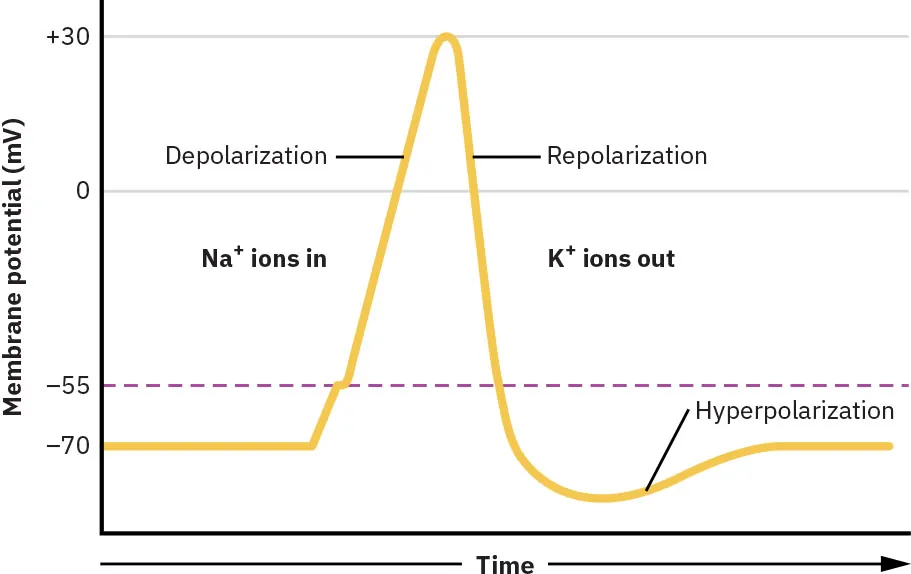 Graph plotting Membrane potential (mV) against Time, showing Na+ ions in, K+ ions out, Depolarization, Repolarization, and Hyperpolarization.
