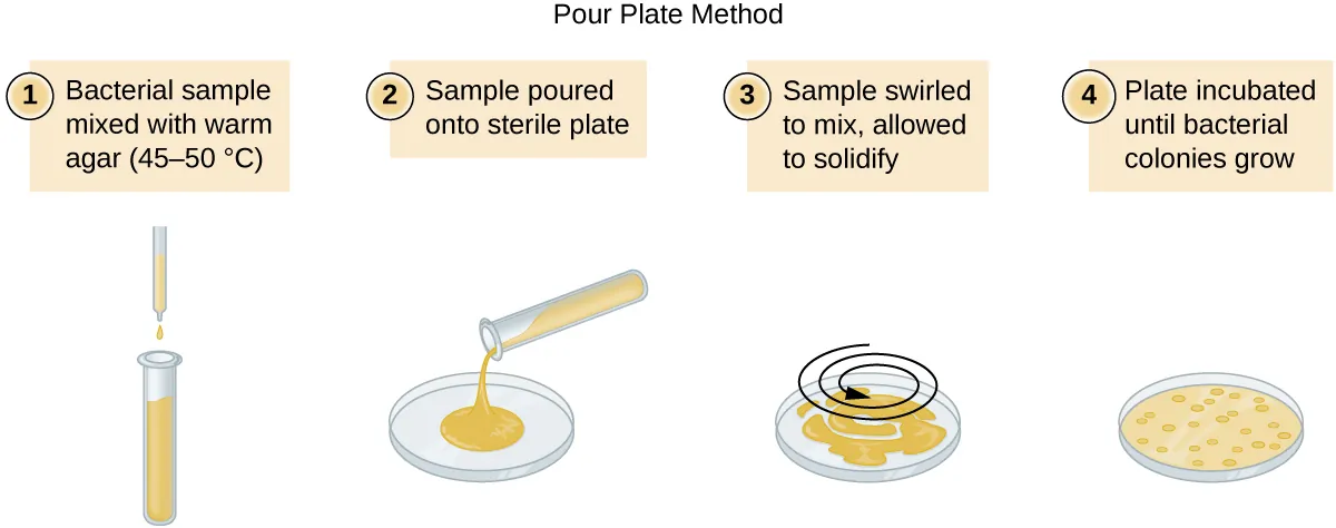 Pour plate method. Description below.
