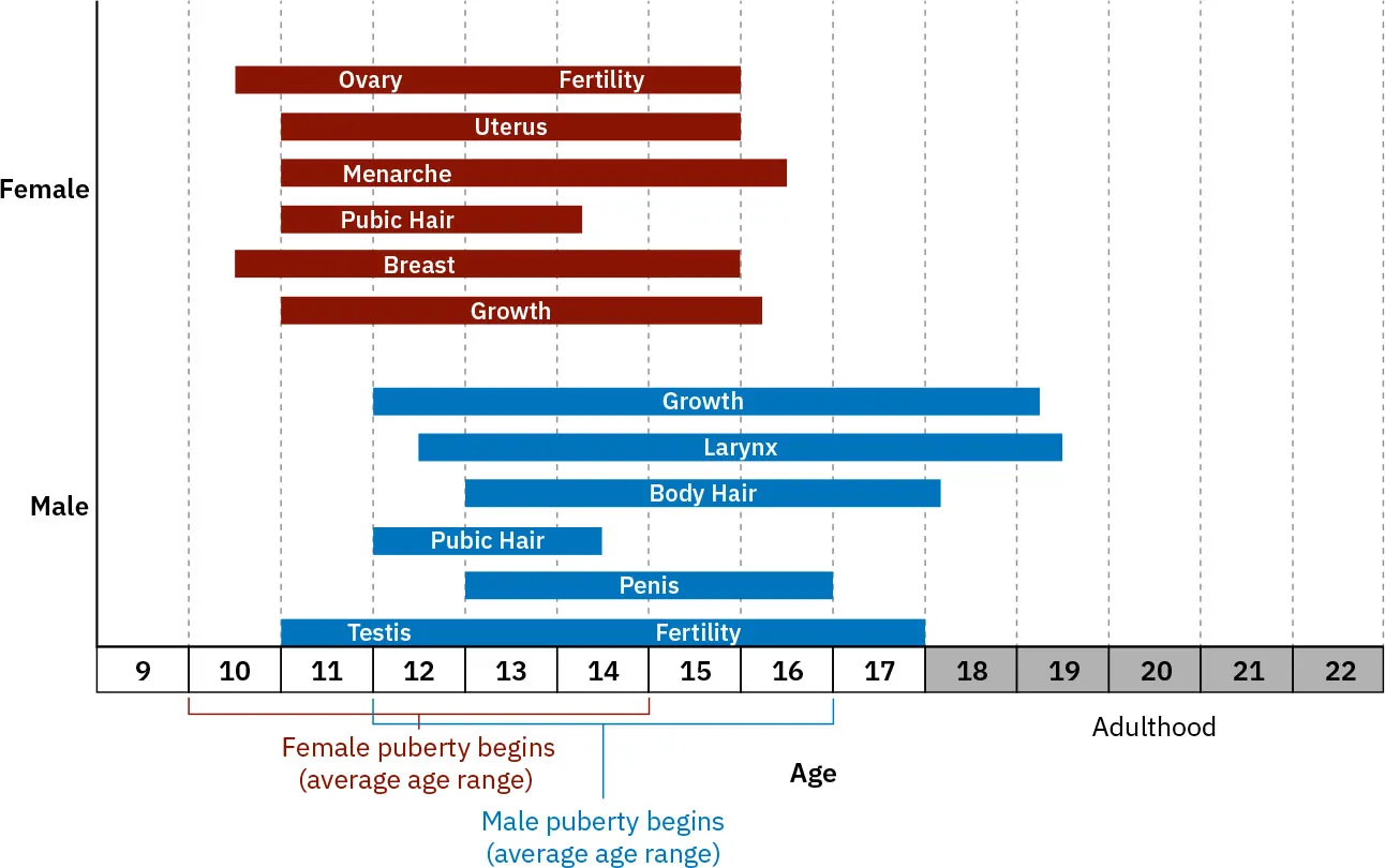 A chart shows the typical age ranges at which various milestones of puberty typically occur for males and females.