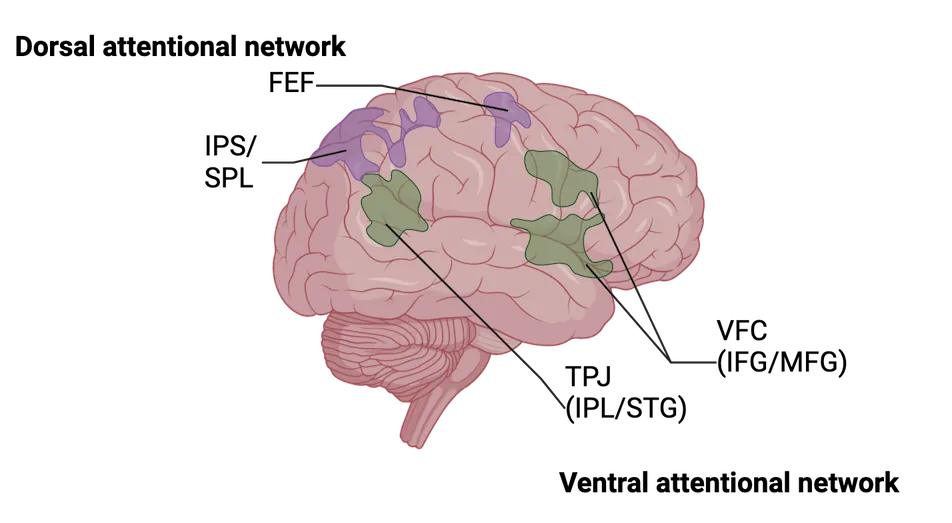 Top: Horizontal slice of spinal cord, with major anatomical features labeled. Dorsal horn and ventral horn are highlighted. Bottom: Left: diagram of a brain and spinal cord with the levels of the spinal cord subdivided by the dermatome it receives input from. Right: A forward and backwards facing diagram of a human with the skin divided into the dermatomes that send input to the different levels of the spinal cord.