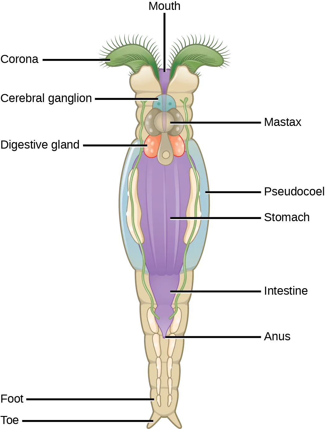The illustration shows long, tube-shaped animal with a crown-like corona on top. Cilia fringe the top of the corona. Between the two lobes of the corona is the mouth, which leads to the stomach, intestine, and anus. The mastax surround the mouth, and beneath the mastax is a digestive gland. The pseudocoel surrounds the stomach. At the bottom if the animal is a foot that stands on two toes.