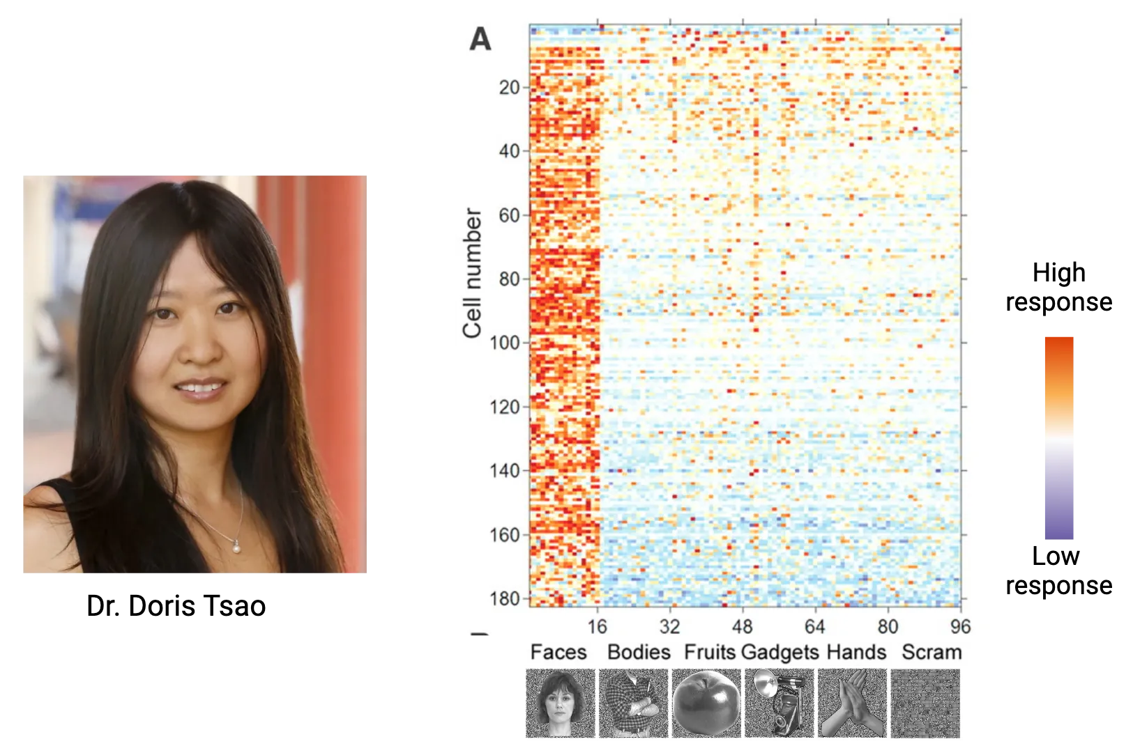 Left is a photo of Dr. Doris Tsao. Right is a multicolored heatmap, showing responses of 180 neurons to different sets of stimuli. High response rate are seen to faces, but not bodies, fruits, gadgets, hands or scrambled images. 