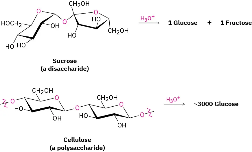 Enzyme-catalyzed hydrolysis decomposes sucrose (a disaccharide) into glucose and fructose. Similarly, cellulose (a polysaccharide) decomposes into approximately three thousand glucose units.