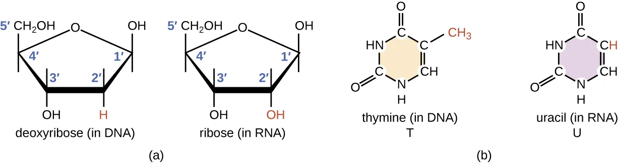 RNA molecules. Description below.