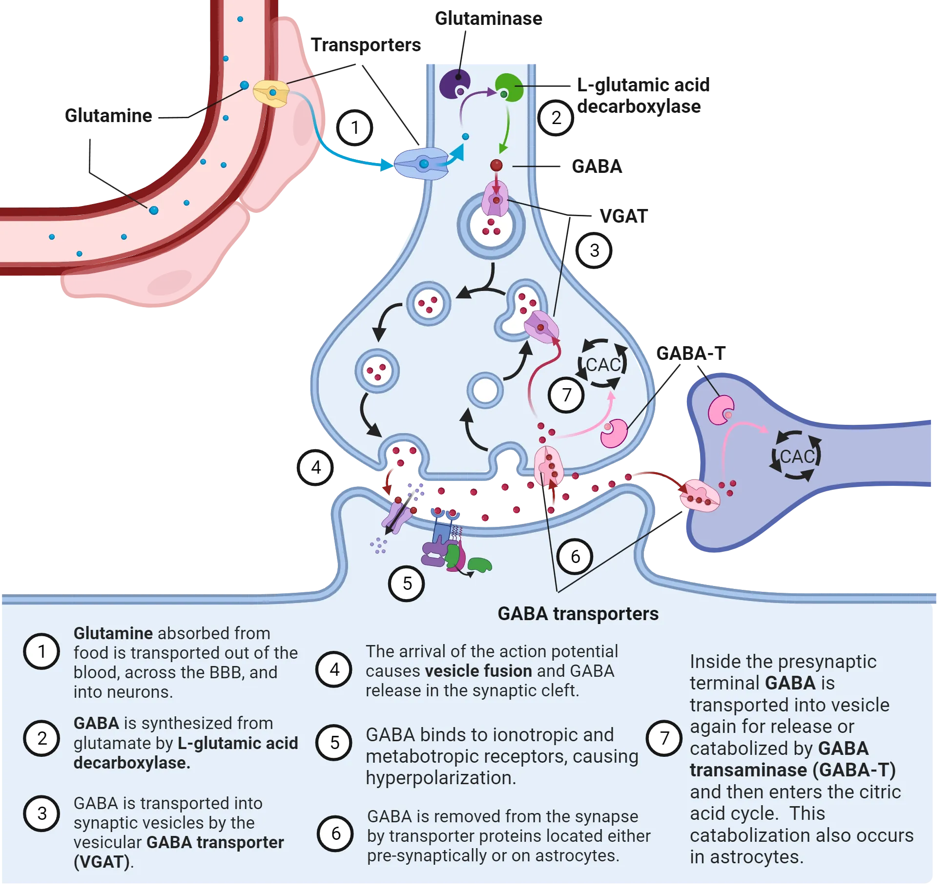 Diagram of a synapse showing GABA life cycle steps as described by text on slide. A blood vessel is also shown, as is an astrocyte process adjacent to the synaptic cleft.