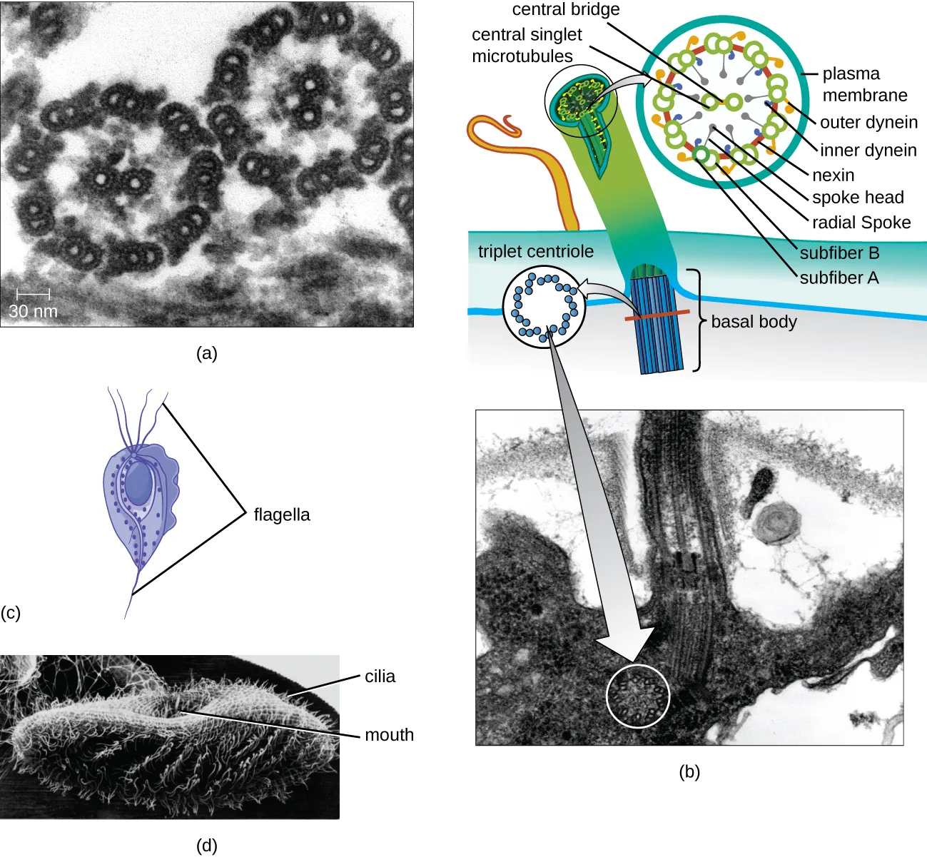 Flagella and Cilia. Description below.