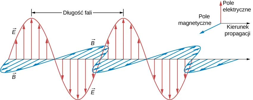 Rysunek przedstawia dodatni kierunek x jako kierunek propagacji. Dodatni kierunek y oznaczna pole elektryczne a dodatni kierunek z oznacza pola magnetyczne. Sinusoidalna fala na płaszczyźnie xy oznaczona jest E. Strzałki pola elektrycznego mają swoje bazy na osi x i ich wskazówki na fali E. Druga sinusoidalna fala oznaczona B znajduje się na płaszczyźnie xz. Strzałki pola magnetycznego mają swoje bazy na osi x i ich wskazówki na fali B. Fale E i B mają tę samą długość fali i są w fazie względem siebie. 