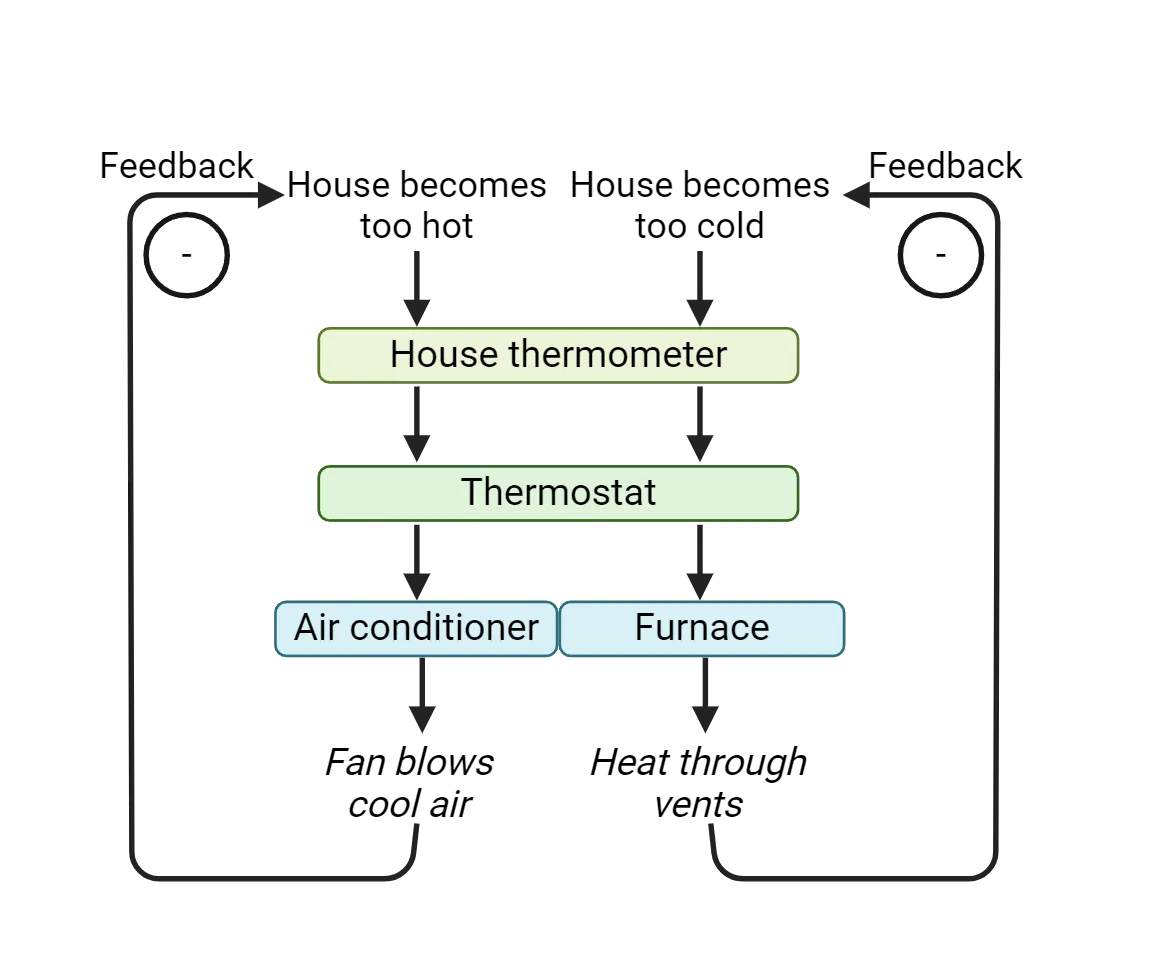 Diagram of a bidirectional negative feedback system as described in the main text.