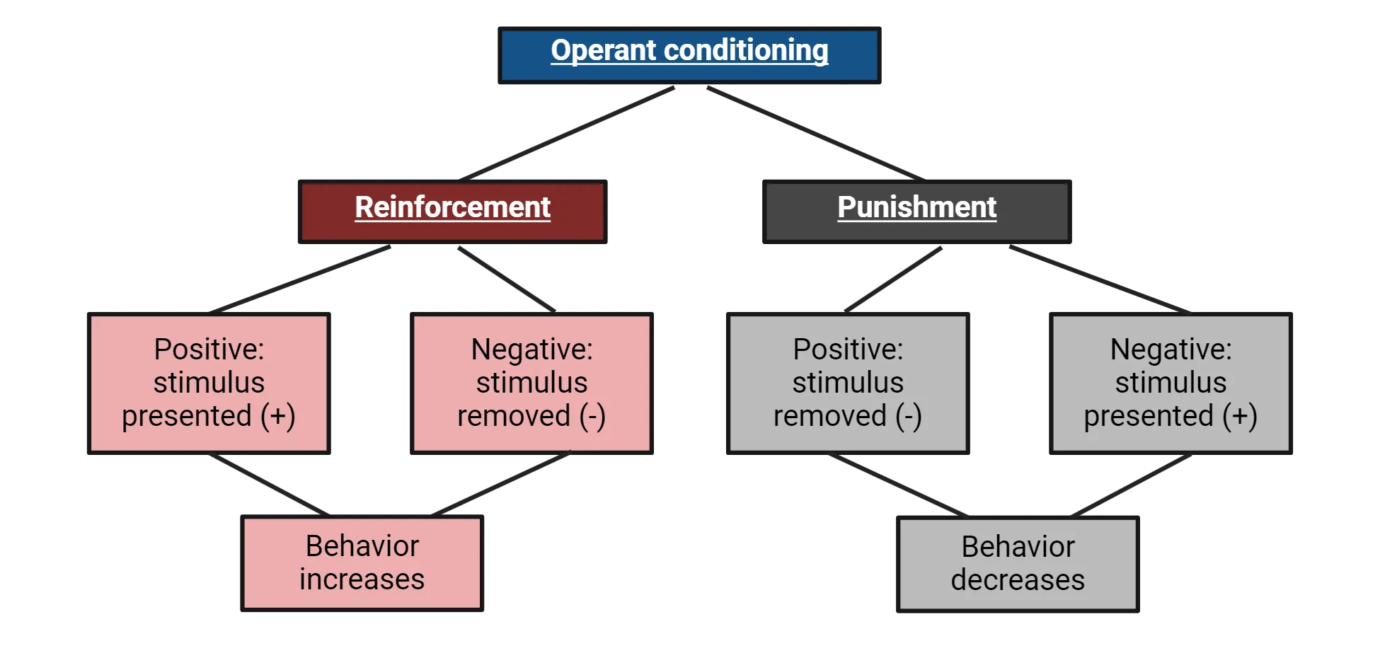 Hierarchical structure of types of operant conditioning. Reinforcement is composed of positive stimulus presented or negative stimulus removed, both of which cause behavior increases. Punishment is composed of positive stimulus removed or negative stimulus presente, both of which cause behavior decreases.