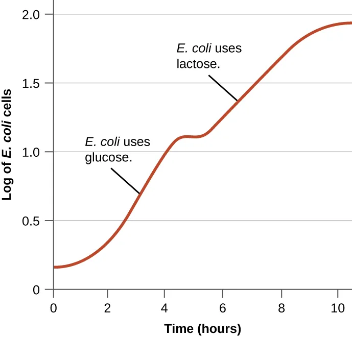 Diauxic growth curve. Description below.