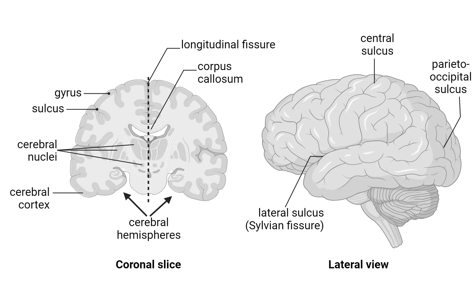 Diagram of coronal section of human brain and a lateral surface view. The major anatomical features are labeled as described in the main text.