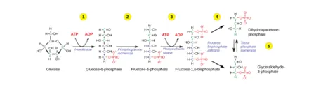 This illustration shows the steps of glycolysis. In step one, the enzyme hexokinase uses one A T P molecule in the phosphorylation of glucose. In step two, glucose dash 6 dash phosphate is rearranged to form fructose dash 6  dash phosphate by phosphoglucose isomerase. In step three, phosphofructokinase uses a second A T P molecule in the phosphorylation of the substrate, forming fructose dash 1, 6 dash bisphosphate. The enzyme fructose bisphosphate aldose splits the substrate into two, forming glyceraldeyde dash 3 dash phosphate and dihydroxyacetone-phosphate. In step 4, triose phosphate isomerase converts the dihydroxyacetone-phosphate into glyceraldehyde dash 3 dash phosphate. In step six, the enzyme glyceraldehydes dash 3 dash phosphate dehydrogenase produces one N A D H molecule and forms 1 3 dash bisphosphoglycerate. In step seven, the enzyme phosphoglycerate kinase removes a phosphate group from the substrate, forming one A T P molecule and 3 dash phosphoglycerate. In step eight, the enzyme phosphoglycerate mutase rearranges the substrate to form 2 dash phosphoglycerate. In step nine, the enzyme enolase rearranges the substrate to form phosphoenolpyruvate. In step ten, a phosphate group is removed from the substrate, forming one A T P molecule and pyruvate.