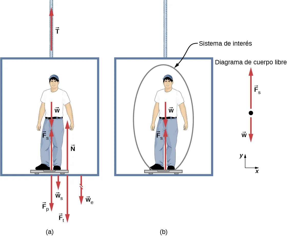 Una persona se sube a una báscula de baño en un elevador. Su peso w se muestra con una flecha cerca del pecho, que apunta hacia abajo. F sub s es la fuerza de la báscula sobre la persona, mostrada por un vector que parte de sus pies y apunta verticalmente hacia arriba. W sub s es el peso de la báscula, mostrado por un vector que comienza en la báscula y apunta verticalmente hacia abajo. W sub e es el peso del elevador, mostrado por una flecha quebrada, que comienza en la parte inferior del elevador y apunta verticalmente hacia abajo. F sub p es la fuerza de la persona sobre la báscula, dibujada a partir de la báscula y que apunta verticalmente hacia abajo. F sub t es la fuerza de la báscula sobre el suelo del elevador, apunta verticalmente hacia abajo, y N es la fuerza normal del suelo sobre la báscula, empieza en el elevador cerca de la báscula y apunta hacia arriba. (b) La misma persona se muestra en la báscula del elevador, pero solo se muestran algunas fuerzas que actúan sobre la persona, que es nuestro sistema de interés. W se muestra mediante una flecha que actúa hacia abajo, y F sub s es la fuerza de la báscula sobre la persona, mostrada por un vector que parte de sus pies y apunta verticalmente hacia arriba. También se muestra el diagrama de cuerpo libre, con dos fuerzas que actúan sobre un punto. F sub s actúa verticalmente hacia arriba, y w actúa verticalmente hacia abajo. Se muestra un sistema de coordenadas x y, con la x positiva hacia la derecha y la y positiva hacia arriba.