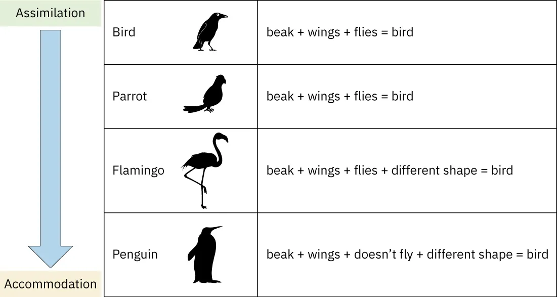 Chart starting at Assimilation - Bird: beak + wings + flies = bird; Parrot: beak + wings + flies = bird; Flamingo: beak + wings + flies + different shape = bird. Ends at Accommodation - Penguin: beak + wings + doesn’t fly + different shape = bird.