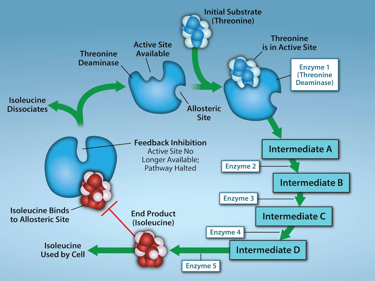 This diagram shows a metabolic pathway in which three enzymes convert a substrate, in three steps, into a final product. The image shows isoluecine binding to a allosteric site, which inhibits Threonine from binding to the active site.  When Isoleucine is no longer bound, Threonine binds to the active site. Then it proceeds through four additional enzymes labeled intermediate A, B, C, and D.  
