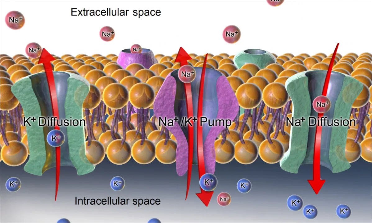 Graphic showing the cellular diffusion and sodium-potassium pump regulation.