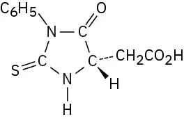 A P T H derivative containing an acetic acid residue formed from the Edman degradation of the  N-terminal residue of a peptide.