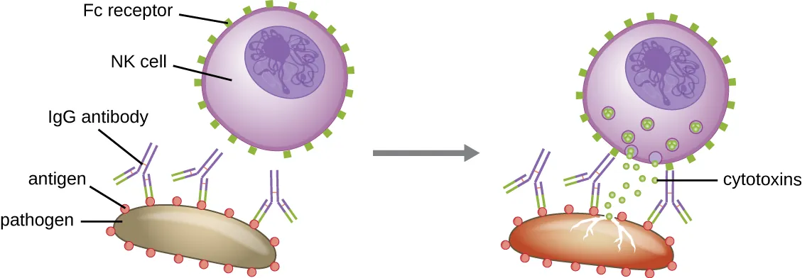 Antibody-dependent cell-mediated cytotoxicity (ADCC). Description below.