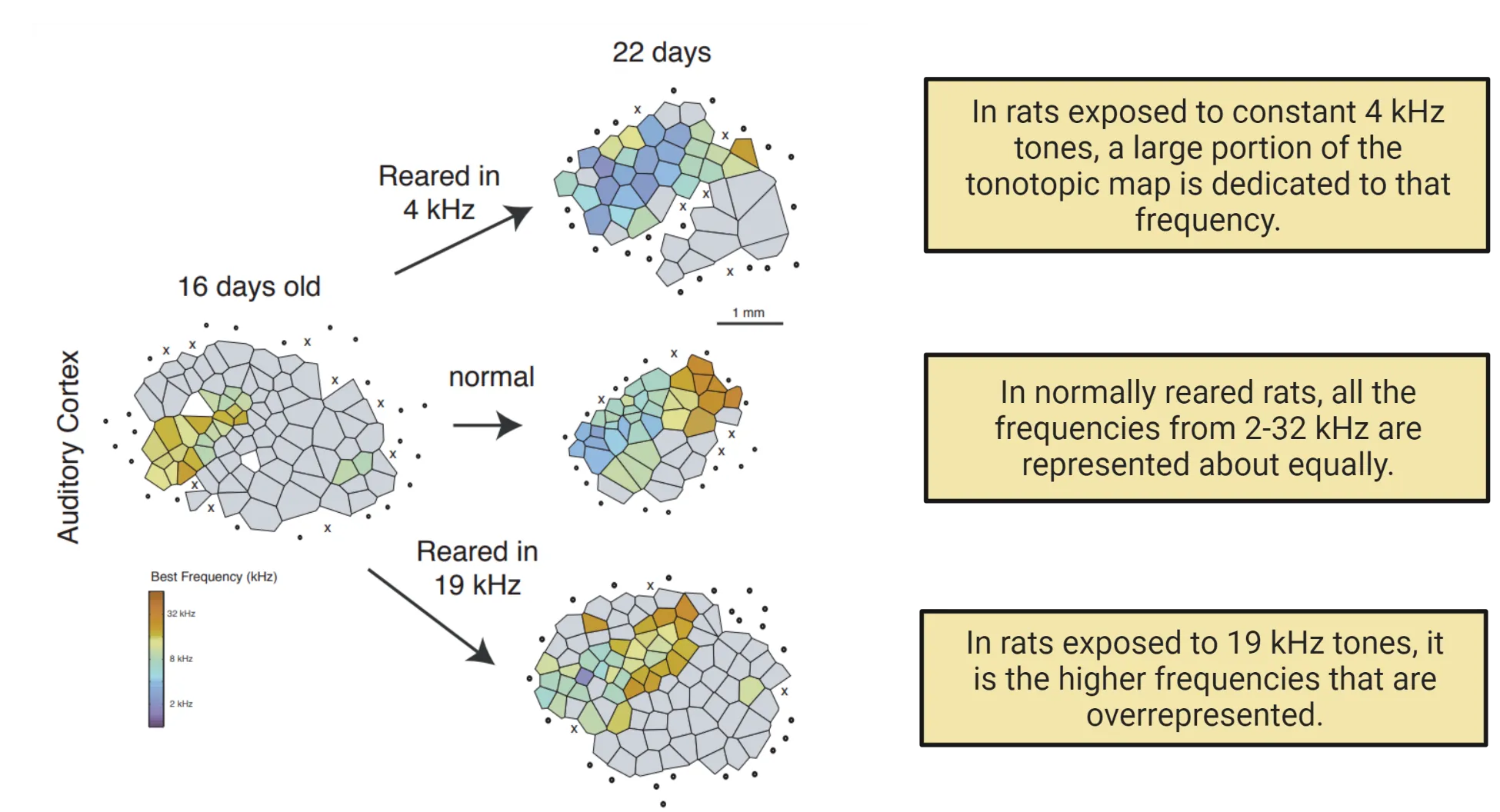 Representative maps from rats at P16 and P22.  Color regions indicate presumptive developing A1 or adult A1. The color of each polygon indicates the characteristic frequency (CF, in kHz) for neurons recorded at that site. Polygons (Voronoi tessellations18) are generated so that every point on the cortical surface was assumed to have the characteristics of its closest neighbors. Gray areas (surrounding presumptive A1 or adult A1) label non-tuned cortical zones in which neurons responded strongly and preferentially to higher-frequency tonal stimuli. Normal map (middle shows most regions having a best frequency (color). Upper map shows rats raised in 4 kHz, where more polygons are blue (low kHz sensitive). Bottom map shows rats raised in 19 kHz, where more polygons are orange (high kHz sensitive)