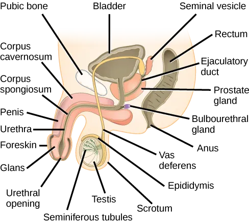 Illustration shows a cross section of the penis and testes. The penis widens at the end, into the glans, which is surrounded by the foreskin. The urethra opens at the middle of the glans after running through the middle of the penis to the bladder. The tissue surrounding the urethra is the Corpus spongiosum, and above the Corpus spongiosum is the Corpus cavernosum. The testes, located immediately behind the penis, are covered by the scrotum. Seminiferous tubules are located in the testes. The epididymis partly surrounds the sac containing the seminiferous tubules. The Vas deferens is a tube connecting the seminiferous tubules to the ejaculatory duct, which begins in the prostate gland. The prostate gland is located behind and below the bladder. The seminal vesicle, located above the prostate, also connects to the ejaculatory duct. The bulbourethral gland connects to the urethra where the urethra enters the penis.