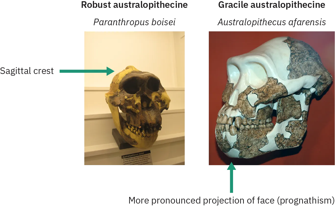 Two skulls, one identified as “Robust australopithecine” and the other as “Gracile australopithecine.” The Robust specimen has a ridge of bone along the top of the skull, identified as a sagittal crest. The Gracile specimen displays pronounced projection of the face.