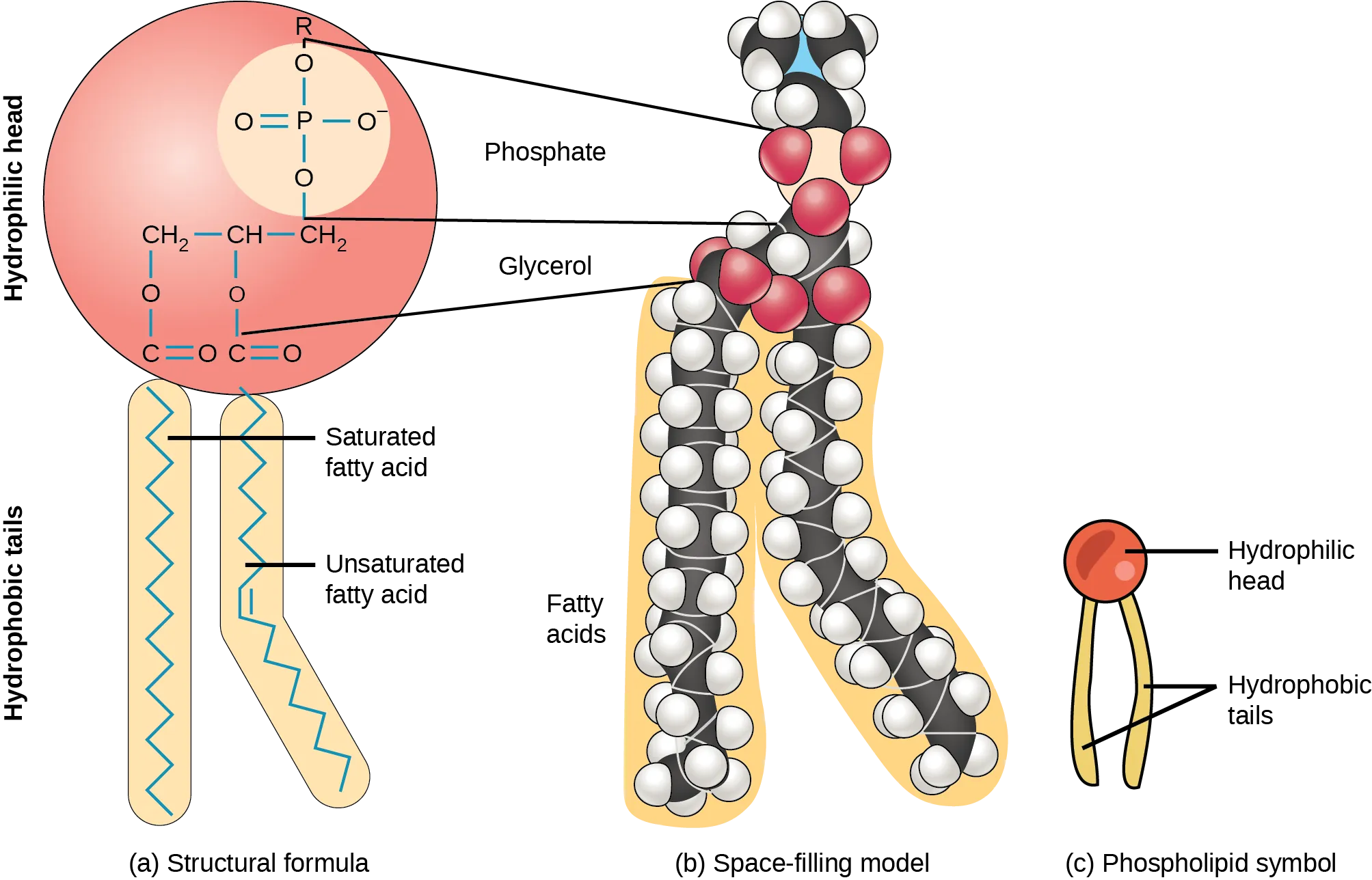 The molecular structure of a phospholipid is shown. It consists of two fatty acids attached to the first and second carbons in glycerol, and a phosphate group attached to the third position. In the illustration one of the fatty acids is saturated and straight, and the second is unsaturated and bent. Both are below the glycerol molecule. The phosphate group may be further modified by addition of another molecule to one of its oxygens indicated by upper-case R. Two molecules may modify the phosphate group, choline and serine. The glycerol and phosphate group make up the hydrophilic head of the molecule, while the fatty acids attached below make up the hydrophobic tails.