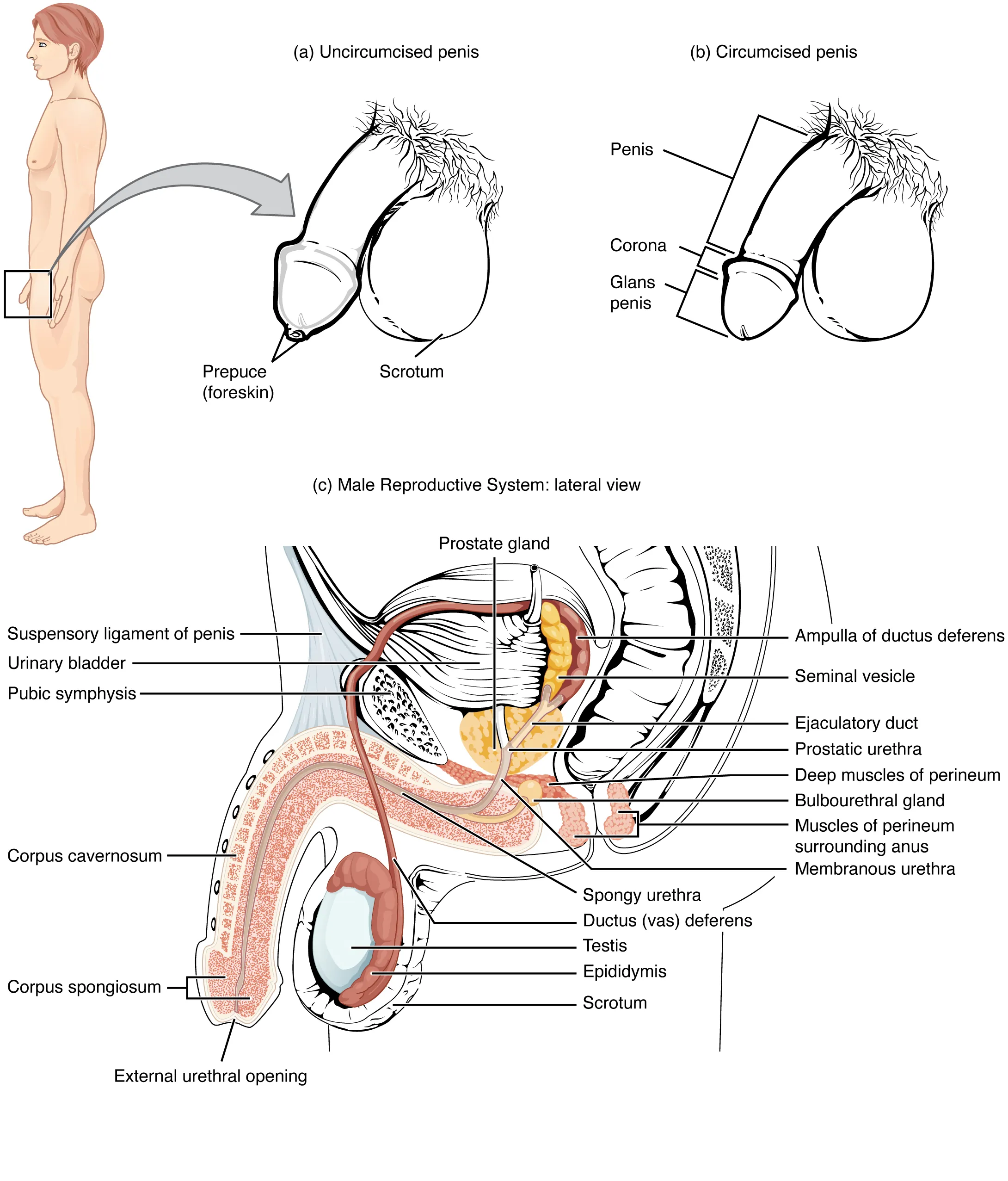 This figure shows the different organs in the male reproductive system. The top panel shows the side view of a man and an uncircumcised and a circumcised penis. The bottom panel shows the lateral view of the male reproductive system and the major parts are labeled.