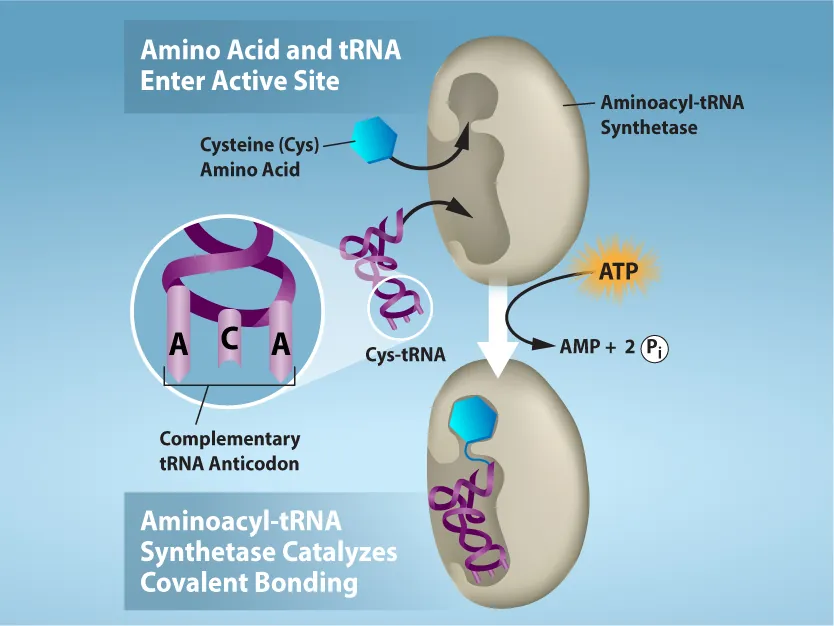 Amino acid and t R N A enter the active site. In this case, the amino acid cysteine (abbreviated Cys) and Cys t R N A bind to the active site of aminoacyl t R N A synthetase. A T P is consumed, producing A M P and 2 inorganic phosphates. As a result, aminoacyl t R N A synthetase catalyzes covalent bonding of cysteine to Cys t R N A.