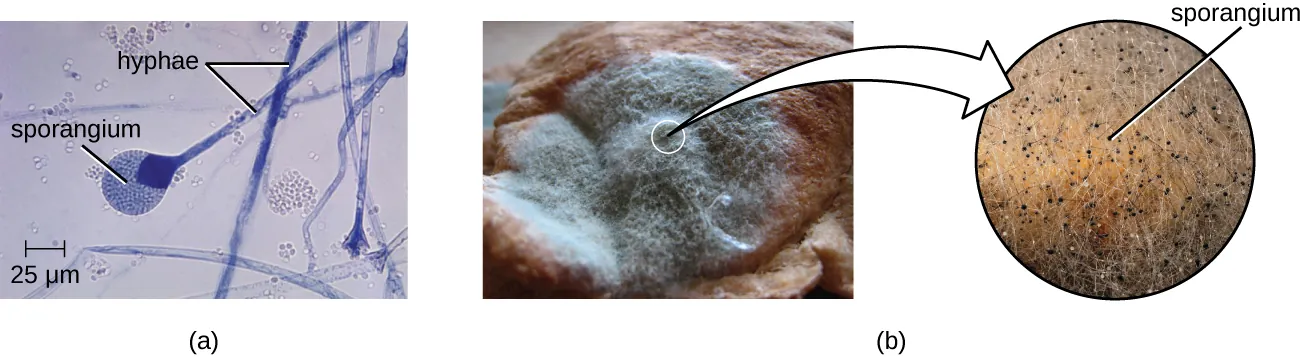 Asexually produced spores. Description in caption.