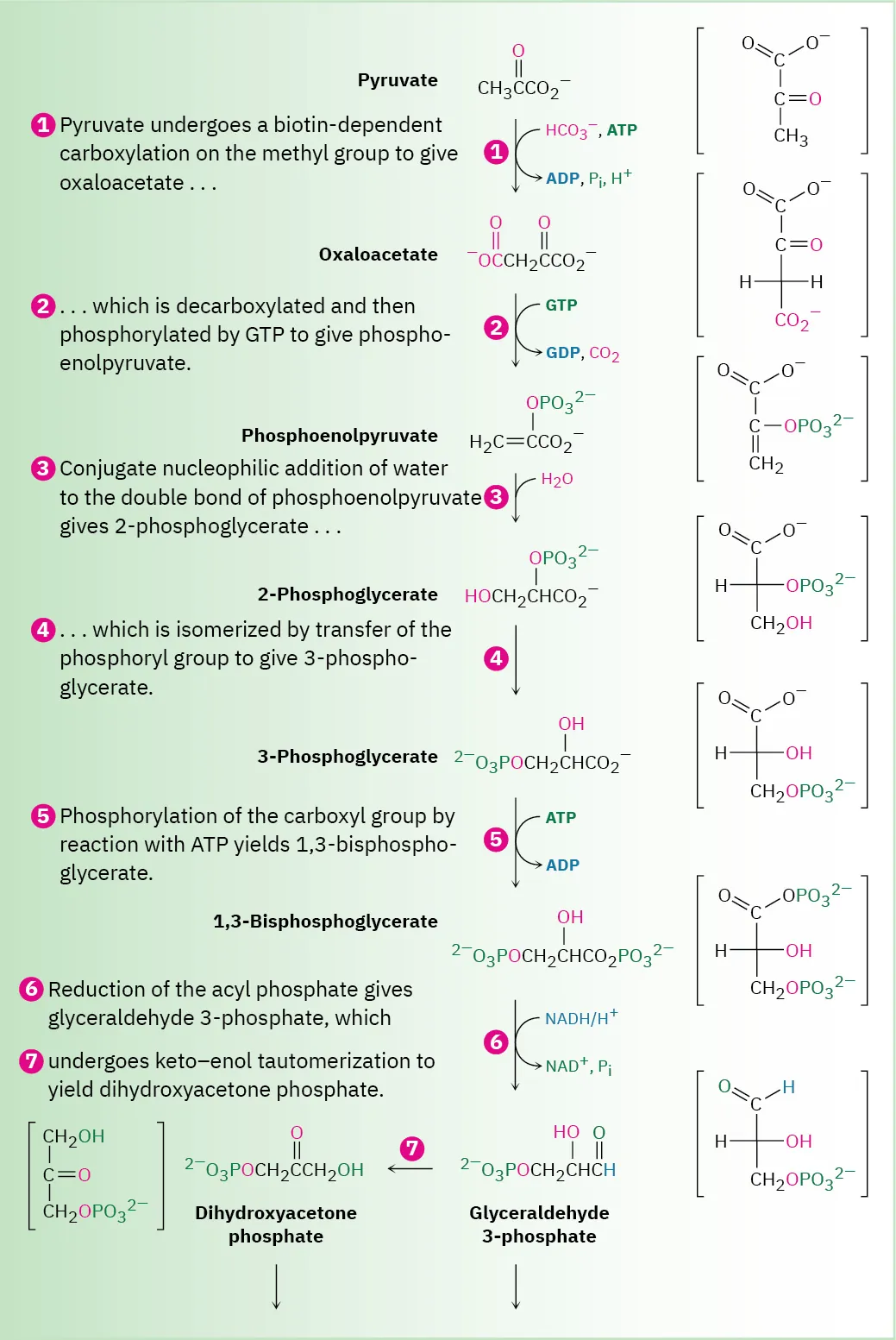 The first seven-step biosynthesis of glucose from pyruvate via oxaloacetate, phosphoenolpyruvate, 2-phosphoglycerate, 3-phosphoglycerate, 1,3-bis-phosphoglycerate, glyceraldehyde, and dihydroxyacetone phosphate intermediates.
