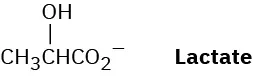 The structure of lactate anion, having a four-carbon chain with a carboxylate anion at C1 and a hydroxyl group at C2.