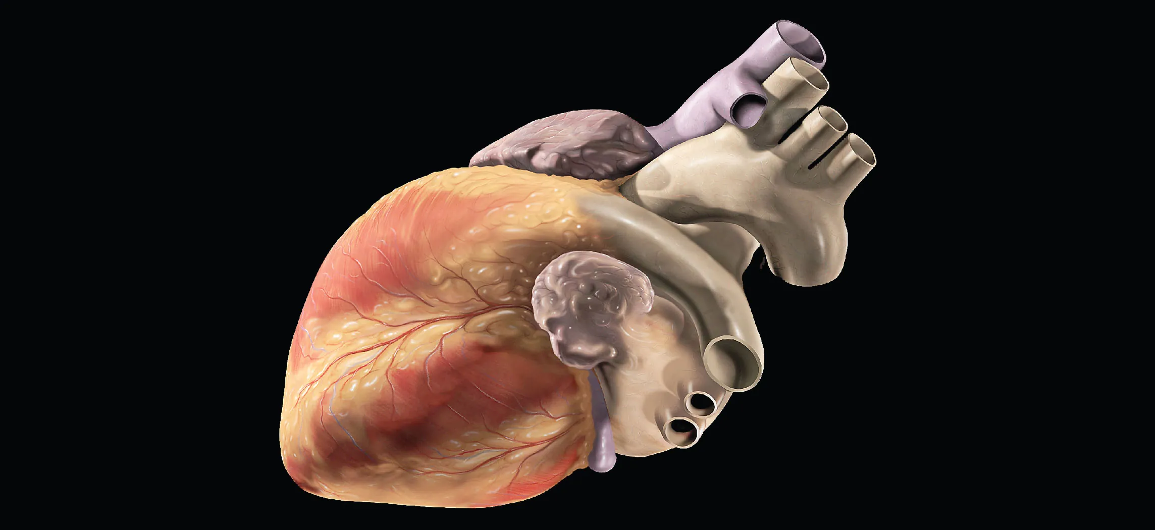 This photo shows a human heart.