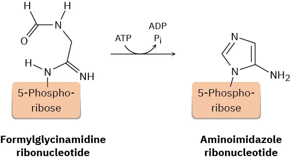 The formation of aminoimidazole ribonucleotide from formylglycinamide ribonucleotide. In the process, adenosine triphosphate is converted to adenosine diphosphate.
